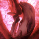 Illustration for article titled Outstanding images of animals inside the womb